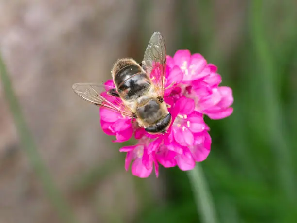 Photo of Drone fly, Eristalis tenax on Armeria maritima, sea thrift