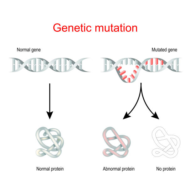 ilustraciones, imágenes clip art, dibujos animados e iconos de stock de mutación genética. gen normal y adn mutado. - deformed