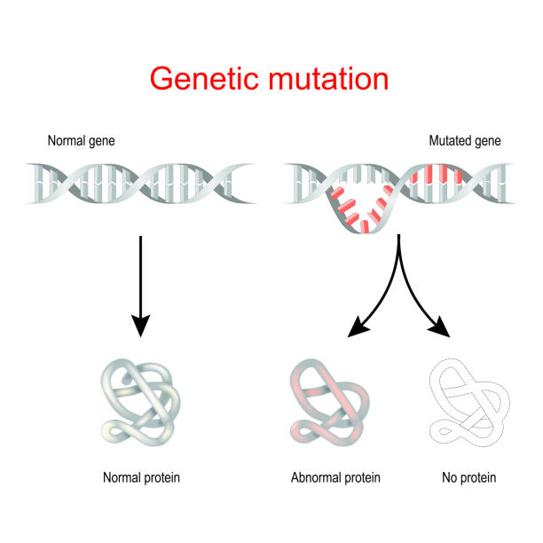 illustrazioni stock, clip art, cartoni animati e icone di tendenza di mutazione genetica. gene normale e dna mutato. - disfigure