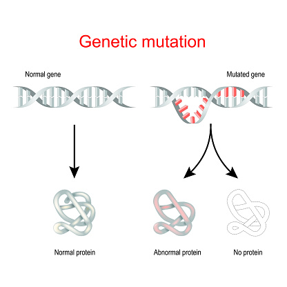 Genetic mutation and protein synthesis.  Normal gene and Mutated DNA. Vector illustration