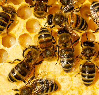 Bees cover the larvae with wax for their further development into an insect.\