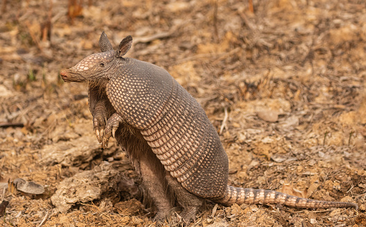 Peludo or Larger Hair Armadilio. Photo was taken in Peninsula Valdes, Argentina.\nChaetophractus villosus inhabits northern Paraguay and southern Bolivia to central Argentina. Armadillos have a double layer of horn and bone over the majority of their dorsal side. This protective layer consists of bands and plates which are surrounded by flexible skin. A small shield on the head protects the ears and back of the neck. The carapace protects the shoulders, back and side of the body and consists of approximately 18 bands, 7 to 8 of which are movable