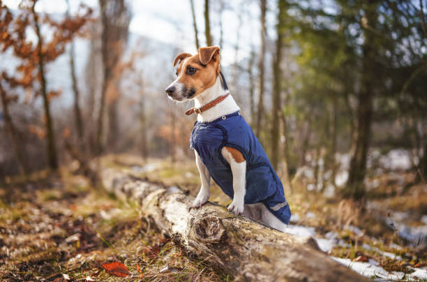 istock Small Jack Russell terrier in dark blue winter jacket leaning on fallen tree with grass and snow patches, blurred trees or bushes background 1401355206
