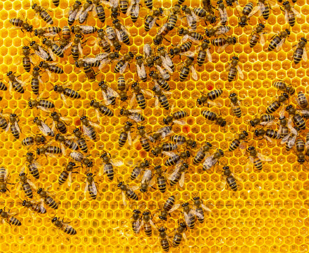 istock Flower pollen, nectar and honey in comb. Color harmony. 1401355291
