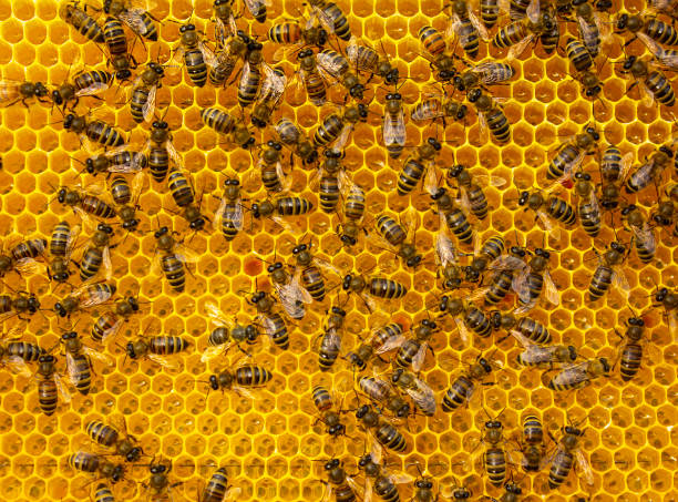 istock Flower pollen, nectar and honey in comb. Color harmony. 1401355413