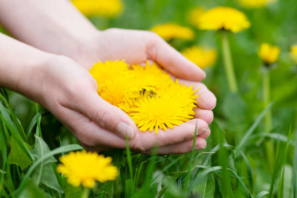 istock Yellow dandelion flowers in hands, spring herbs. 1401355547