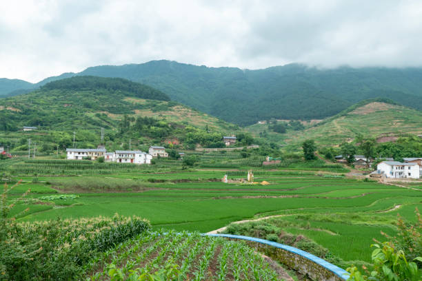 istock Idyllic scenery, Rice terraces in rural China 1401355566