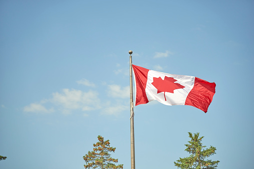 Canadian flag in an urban setting flapping in a strong wind with an office tower background and bare trees to the left.