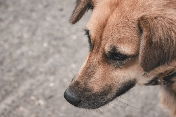 ブラウンの犬  - danny dog ストックフォトと画像