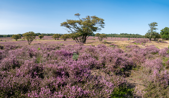 Juneberry trees, Amelanchier lamarkii in field of flowering heather, Zuiderheide heathland, Gooi, Netherlands