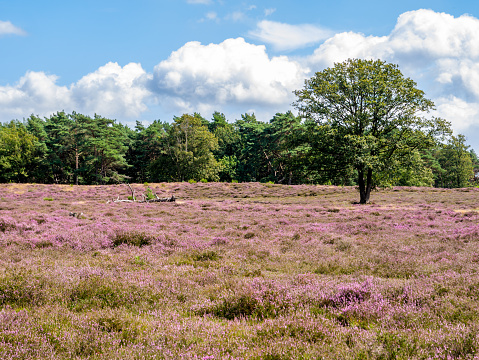 Field of heather in bloom, heathland Westerheide in Gooi, Netherlands