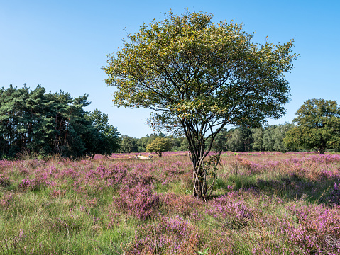 Juneberry, Amelanchier lamarkii, tree and heather in bloom, heathland Zuiderheide, Gooi, Netherlands