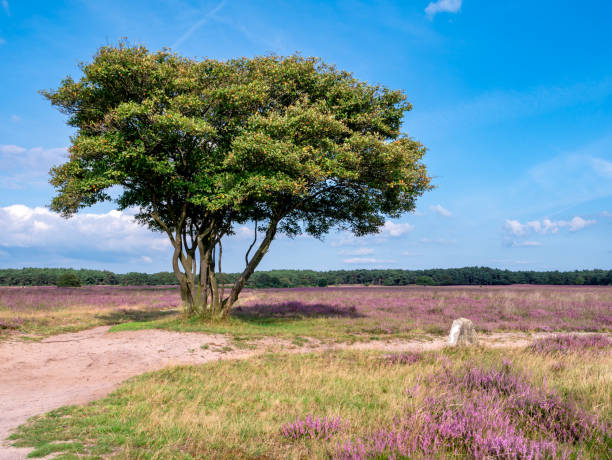 istock Juneberry, Amelanchier lamarkii, tree, footpath and blooming heather, heathland Westerheide, Gooi, Netherlands 1401357202