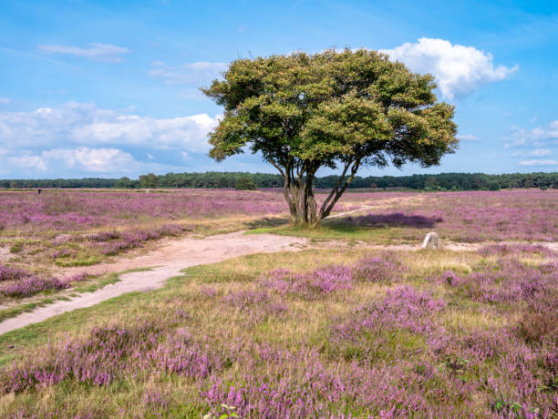 istock Juneberry, Amelanchier lamarkii, tree, footpath and blooming heather, heathland Westerheide, Gooi, Netherlands 1401357223