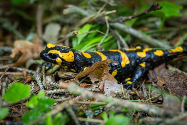 istock A black and yellow amphibian 1401357230