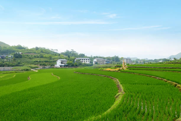 istock Idyllic scenery, Rice terraces in rural China 1401357282