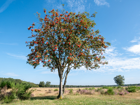 Rowan tree, Sorbus aucuparia, with berries in Westerheide nature reserve, Gooi, Netherlands