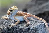 bartagame.jpg?b=1&s=170x170&k=20&c=sZAZuLrANYeEQ48V-xv2k37Q8biujAh1Rk9aPCRKdJ0=