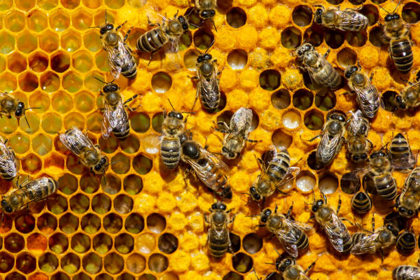 istock Beginning of work of the young queen bee. 1401358379