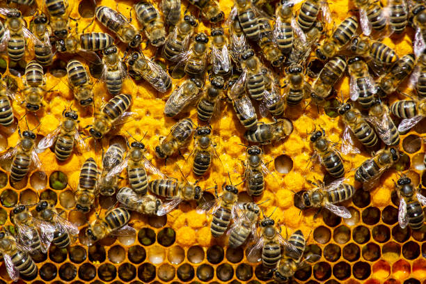 istock Signs of the development of a bee colony. 1401358633