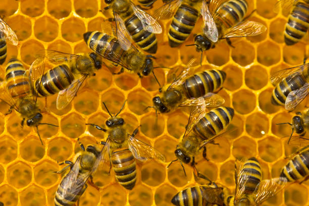 istock Bees on honeycombs with nectar and honey. 1401358723