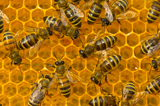 Bees are busy working. They convert nectar to honey.