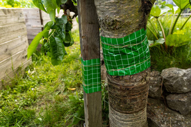 istock glue ring around a sherry tree in a garden 1401359585