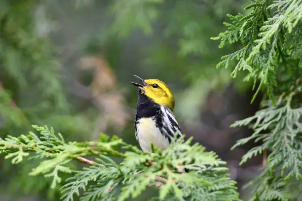 Black-throated green warbler sits perched on a cedar branch