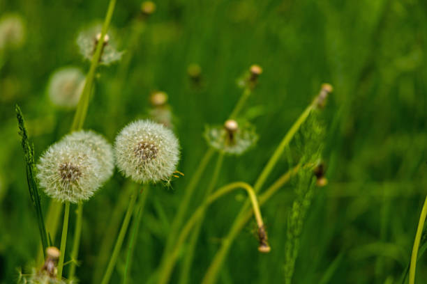 istock dandelion flowers in a meadow 1401359656