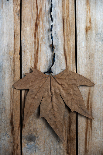 A brown tree leaf against a wooden background. Autumn maple leaf hanging vertically on twine. Old cracked boards.