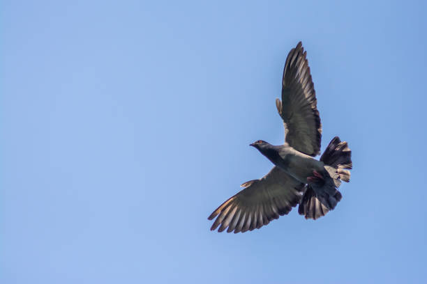 istock dove in the sky 1401360918