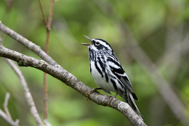 Black and White Warbler Black and White warbler sits perched on a branch marsh warbler stock pictures, royalty-free photos & images