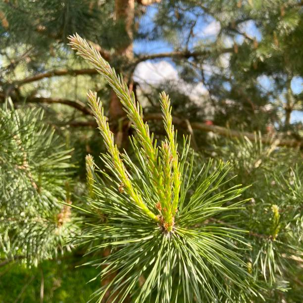 istock Young green shoots of pine 1401361229