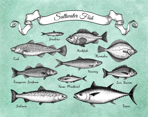 sada mořských ryb. - sardinka stock ilustrace