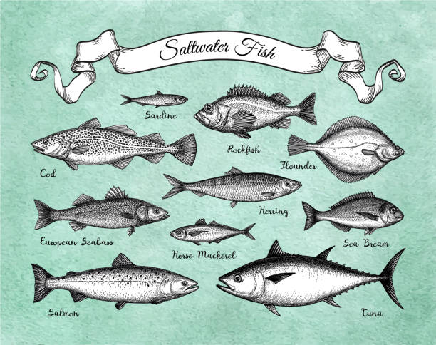 illustrazioni stock, clip art, cartoni animati e icone di tendenza di set di pesci d'acqua salata. - cod