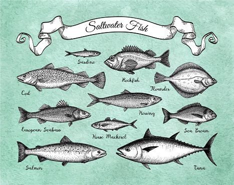 Saltwater fish. Ink sketches on watercolor background.