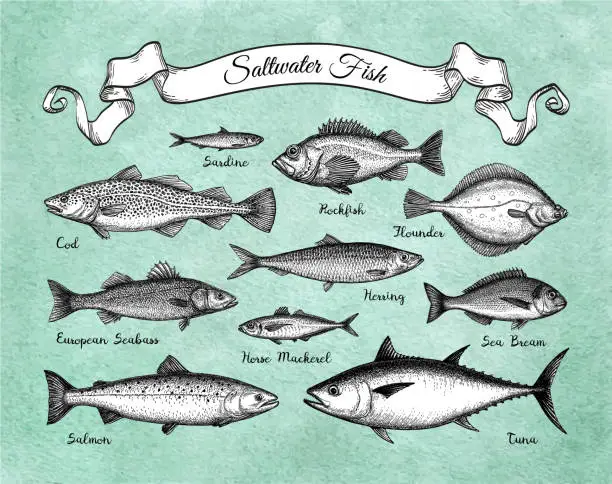 Vector illustration of Saltwater fish set.