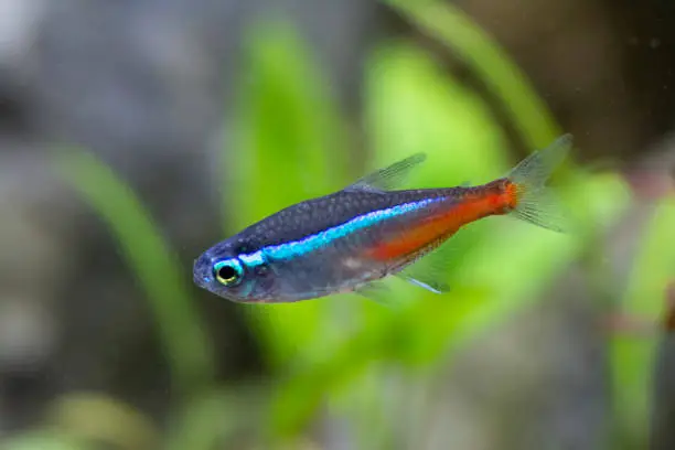 Photo of Neon Tetra (Paracheirodon Innesi)