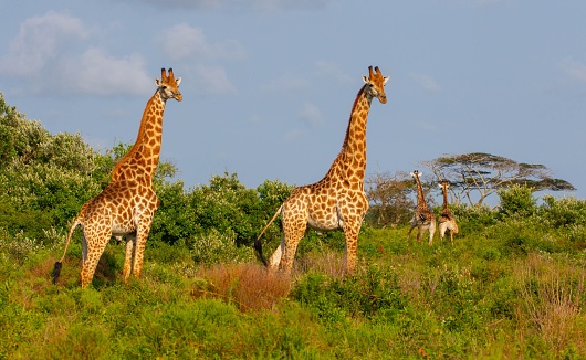 Group of African giraffe walks in iSimangaliso Wetland Park with savannah landscape. South Africa game drive safari.
