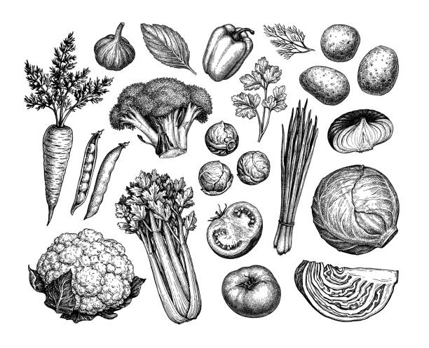 Vegetable ink sketches set. Vegetable set. Ink sketches. legume stock illustrations