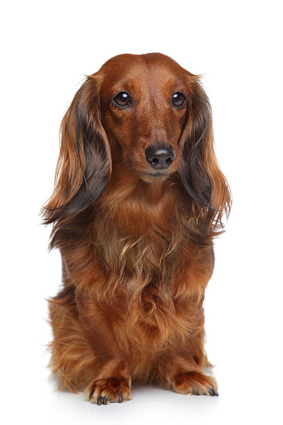 istock Dachshund puppy on a white background 140136217