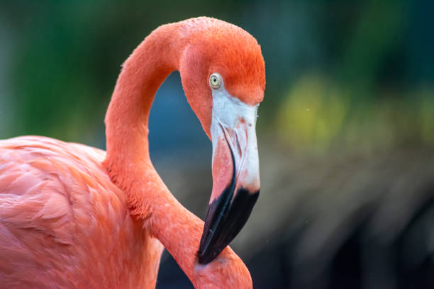 istock The flamingo close up 1401362241