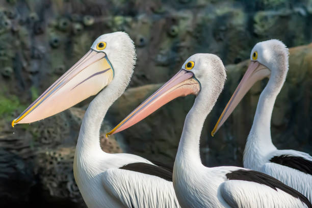 istock Pelican bird close up 1401362267