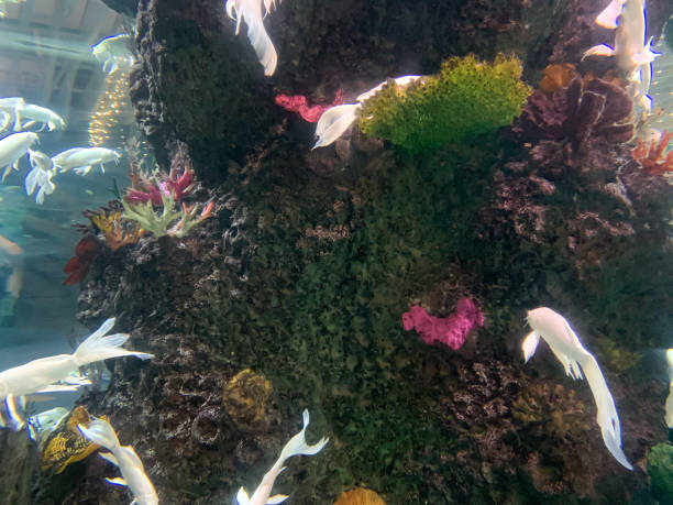 istock Fish swimming in an aquarium 1401362412