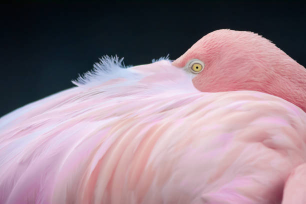 istock The flamingo bird sleeping 1401362453