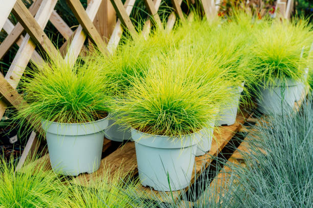 Seedlings in pots Festuca glauca green and yellow grass in plant pots in the garden center. Ideas for gardening and planting in a new season. Selective focus Seedlings in pots Festuca glauca green and yellow grass in plant pots in the garden center. Ideas for gardening and planting in a new season. Selective focus. festuca glauca stock pictures, royalty-free photos & images