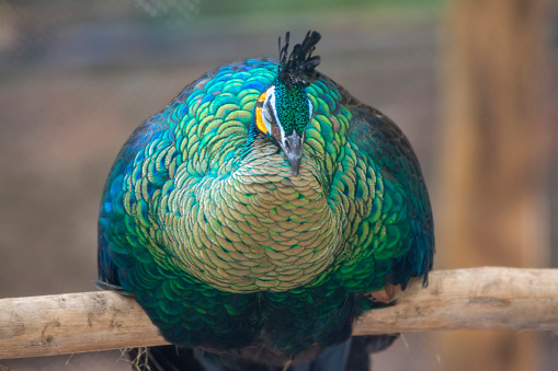 indian peacock (phasianidae, pavo cristatus) in captivity