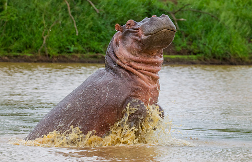 There are many hippos in the lake St. Lucia in South Africa.