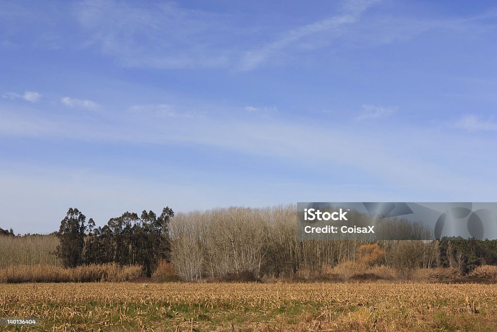 Cielo blu su campo verde trasparente e foresta in Portogallo - Foto stock royalty-free di Agricoltura