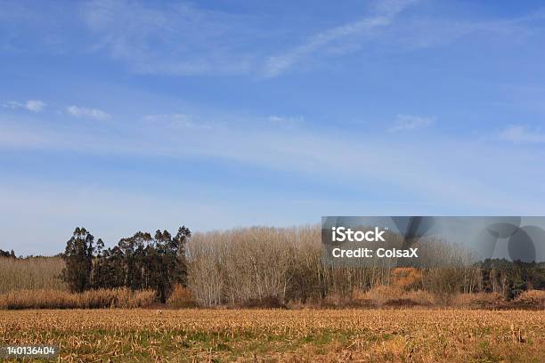 Cielo Blu Su Campo Verde Trasparente E Foresta In Portogallo - Fotografie stock e altre immagini di Agricoltura